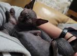 Shadow - Sphynx Kitten For Sale - Rockford, IL, US