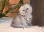 Scottish Fold Silver Chinchilla Dixie - Scottish Fold Kitten For Sale - Jersey City, NJ, US