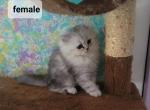 Fluffy baby - Persian Kitten For Sale - Leander, TX, US