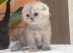 Scottish Fold Silver Chinchilla Dusty - Scottish Fold Kitten For Sale - 