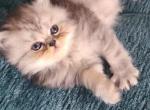 Baela - Persian Kitten For Sale - 