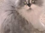 Cfa registered doll face persian - Persian Kitten For Sale - Woodburn, IN, US