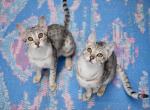 F3 Savannahs - Savannah Kitten For Sale - 