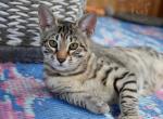 F4 Savannahs - Savannah Kitten For Sale - 