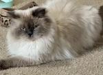 Rocky - Himalayan Cat For Sale - 