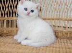 Zephir - British Shorthair Kitten For Sale - 