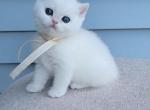 Zair - British Shorthair Kitten For Sale - 