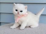 Zara - British Shorthair Kitten For Sale - 