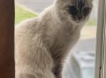 Lola - Siamese Cat For Sale - Bealeton, VA, US