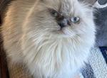 Cecilia CeCe - Himalayan Cat For Sale - Bealeton, VA, US