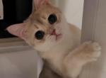 Apple_ - British Shorthair Cat For Sale - Chino, CA, US