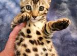 HIBERNIAN LYNX Cicada - Highlander Kitten For Sale - 