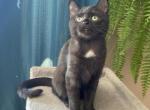 Rowena - Domestic Kitten For Sale - Sequim, WA, US