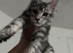 Mainecoons ready to go now - Maine Coon Kitten For Sale - 