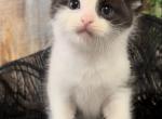 Tinker - Ragdoll Kitten For Sale - Desloge, MO, US