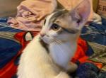 muffin - Domestic Kitten For Adoption - Modesto, CA, US