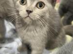 Scottish Folds - Scottish Fold Kitten For Sale - Chicago, IL, US