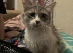 lily - Domestic Cat For Sale - 