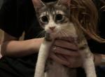 pickle - Domestic Kitten For Sale - Modesto, CA, US