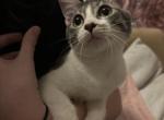 soup - Domestic Kitten For Sale - Modesto, CA, US