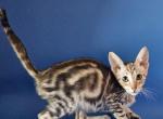 Bonnie - Savannah Kitten For Sale - Las Vegas, NV, US