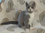 Baby Fluff Fluff - British Shorthair Kitten For Sale - Bloomington, IL, US