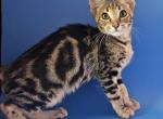 Andy - Savannah Kitten For Sale - 