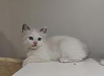 Bicolor Ragdoll Boy - Ragdoll Kitten For Sale - Westborough, MA, US