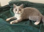 Lila - British Shorthair Kitten For Sale - Bloomington, IL, US