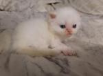 Lobo - Persian Kitten For Sale - Conroe, TX, US