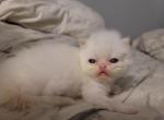 Coconut - Domestic Kitten For Sale - 