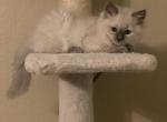 Inkah Isha Imah Ivan and Miracle - Ragdoll Kitten For Sale - Humble, TX, US