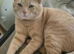 Juice - Domestic Cat For Adoption - Edgewood, MD, US