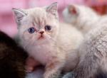 Daniel San - Exotic Kitten For Sale - 