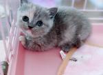 Pixi - Minuet Kitten For Sale - Austin, TX, US