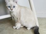 Briton Cream - British Shorthair Kitten For Sale - MA, US