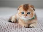 Clover - Scottish Fold Kitten For Sale - 