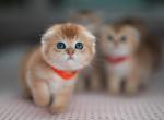 Coco - Scottish Fold Kitten For Sale - 