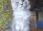 Planeta Harley - Maine Coon Kitten For Sale - Gurnee, IL, US