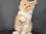 Irwin - Maine Coon Kitten For Sale - Gurnee, IL, US