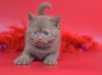 Angel - British Shorthair Kitten For Sale - Gurnee, IL, US