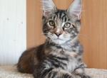 Jamey - Maine Coon Kitten For Sale - 