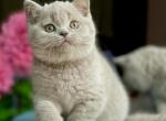 Darvin - British Shorthair Kitten For Sale - Boston, MA, US