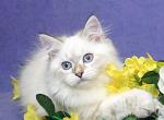 Wayson - Siberian Kitten For Sale - Boston, MA, US