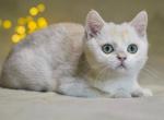 Iris - British Shorthair Kitten For Sale - Houston, TX, US