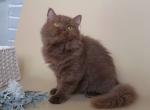 Nikoletta Longhair - Scottish Straight Kitten For Sale - Houston, TX, US