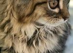 Perdoll Precious Girl - Persian Kitten For Sale - VA, US