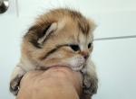 Lincoln Reserved - Scottish Fold Kitten For Sale - Lincoln, NE, US