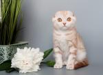 Scottish Fold Marble Cinnamon Nile - Scottish Fold Kitten For Sale - 