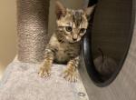 Mary - Bengal Kitten For Sale - 